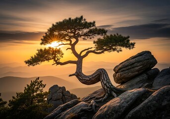 A twisted pine tree grows on rocky terrain at sunset with sun peeking through branches with nature and landscape