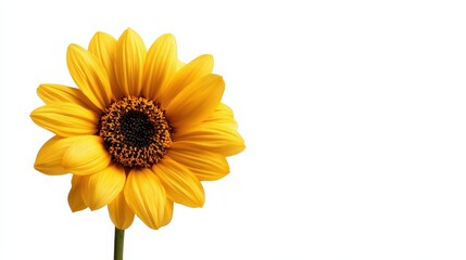 A vibrant sunflower with bright yellow petals and a dark center, standing tall against a white background.
