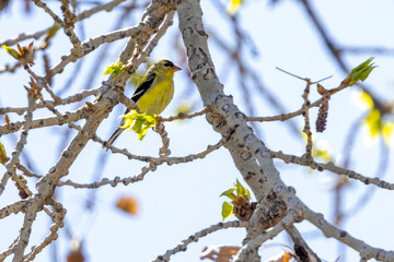 A wild American goldfinch perched on a branch in a park in Colorado.