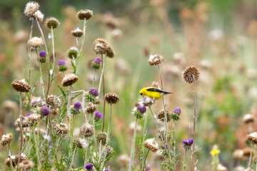 A wild American goldfinch perched on a branch in a park in Colorado.