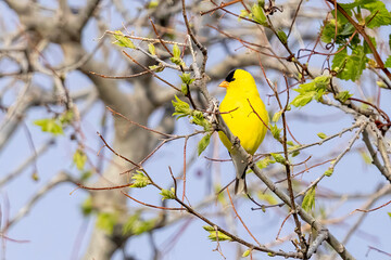 A wild American goldfinch perched on a branch in a park in Colorado.