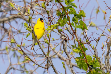A wild American goldfinch perched on a branch in a park in Colorado.