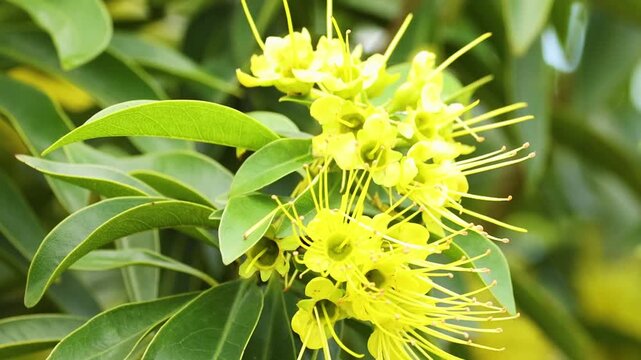 Close Up of Bright Yellow Xanthostemon Flowers and Green Foliage