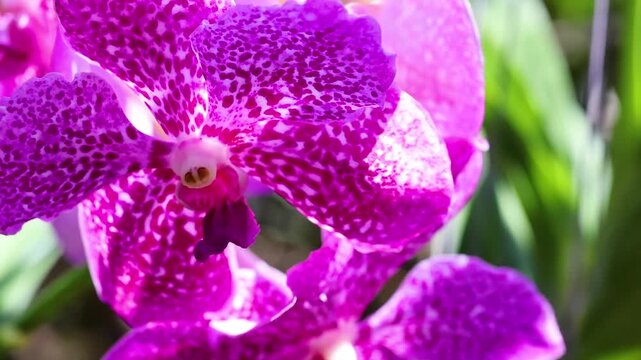 Close Up of Vibrant Purple Vanda Orchid Blooms in Sunlight