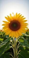 Giant yellow sunflower head facing the sun, bright summer bloom,  macro,  garden