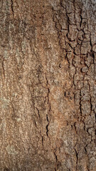 Large Tree Trunk Bark Texture with Deep Natural Grooves, Detailed Organic Surface Showing Strength and Age