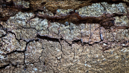 Large Tree Trunk Bark Texture with Deep Natural Grooves, Detailed Organic Surface Showing Strength and Age