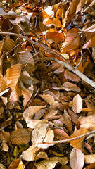 Pile of Dry Fallen Leaves Creating Natural Background Texture, Organic Autumn Surface with Layered Foliage