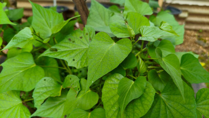 Close-up of heart shaped sweet potato leaves with visible veins and natural texture growing outdoors. Lush green foliage in a vegetable garden