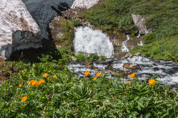 Vivid orange lush flowers bloom among grasses overlooking big waterfall flows from rock under glacier in sunny day. Flowering grassy meadow against large spring stream under snow cornice in bright sun