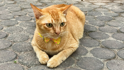 A stray ginger cat lies on the sidewalk. Conceptualizing homeless animals, care, attention, and the lives of animals in the urban environment.