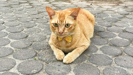 A ginger cat with green eyes and a decorative bow tie on its neck lies on a stone path.