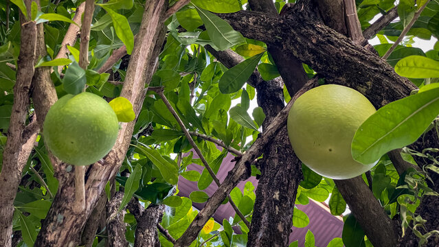 The unusual fruits of the calabash tree (Crescentia alata), growing directly on the trunk. Concept of biodiversity and unique plant forms.