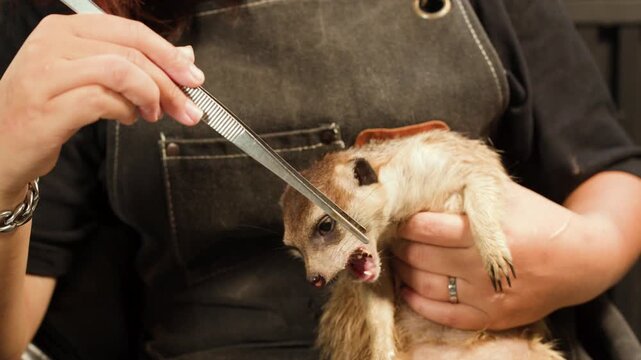 Person Feeding a Mealworm to a Meerkat with Metal Tweezers