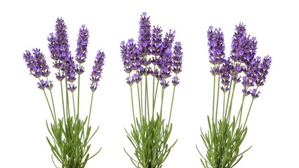 Obraz premium Lavender flowers isolated on transparent background