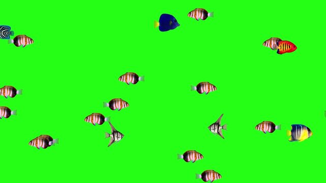 Underwater Fish Movement Animation for Green Screen VFX