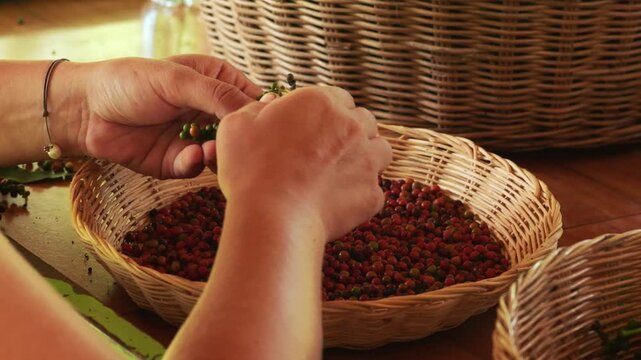 Close up of worker hands selecting red pepper berries, Kampot, Cambodia