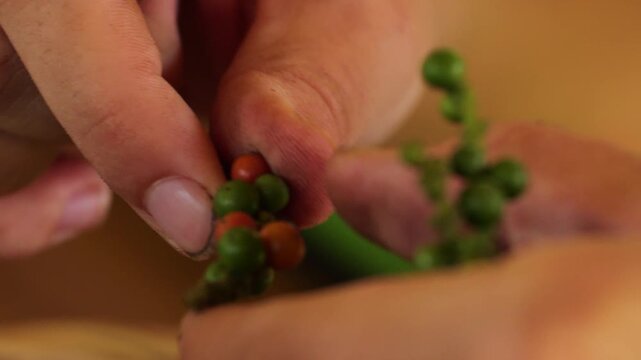 Hands of a farmer sorting sun dried red pepper, Kampot, Cambodia
