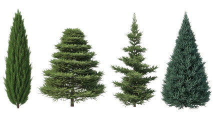 Obraz premium Four types of pine trees isolated on transparent background