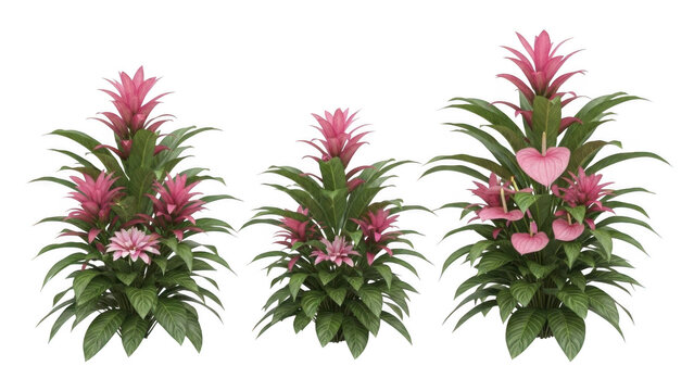 Three bromeliads with pink flowers isolated on transparent background