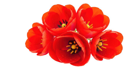 Bunch of Five Red Tulips isolated on transparent background