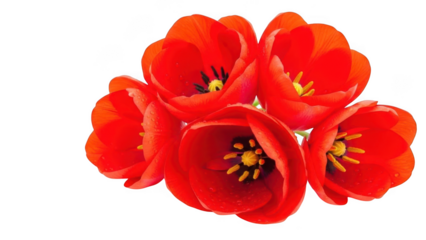 Bunch of Five Red Tulips isolated on transparent background