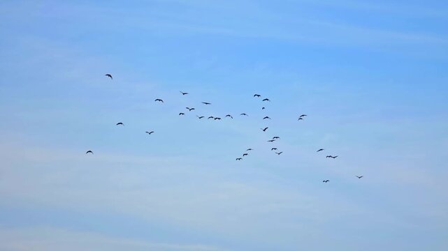 Flock of birds flying in a clear blue sky creating a dynamic pattern of movement and freedom above the landscape
