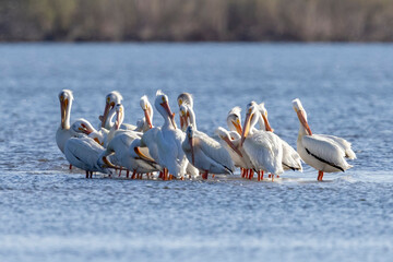 A wild American white pelican at a park in Colorado.