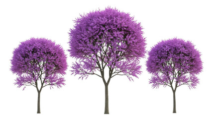 Obraz premium Three purple flowering trees isolated on transparent background