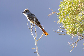 A wild ash-throated flycatcher in Colorado National Monument in Colorado.