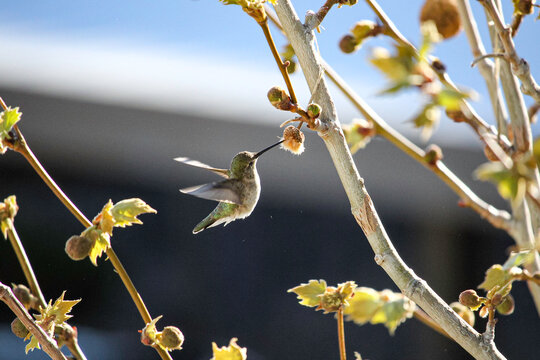 Hummingbird eating from a tree