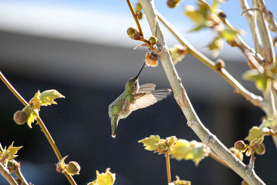Hummingbird eating from a tree
