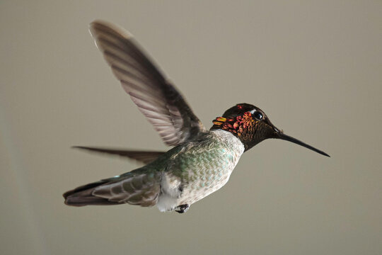 Anna's Hummingbird in flight, from below
