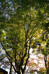 Obraz premium 秋の京都高雄神護寺の境内の風景