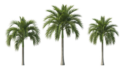Obraz premium Three palm trees isolated on transparent background