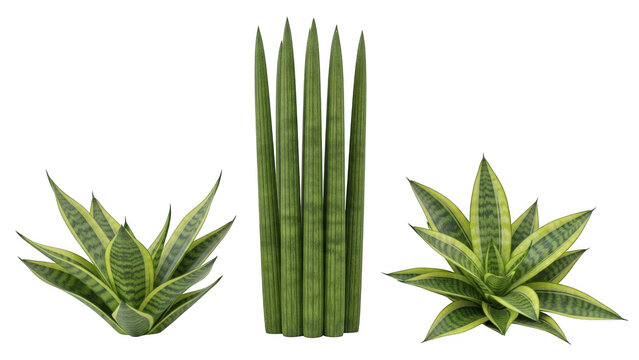 Three types of aloe vera plants isolated on transparent background