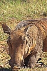 Close up of a Warthog