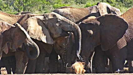 Close up of Elephants at a waterhole
