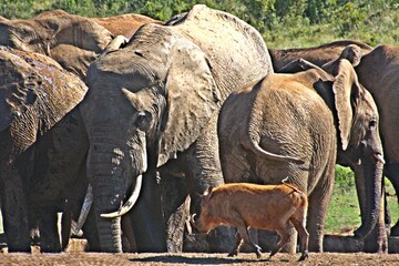 Close up of Elephants at a waterhole