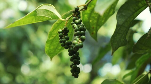 Detailed view of premium green pepper spikes in a farm, Kampot, Cambodia