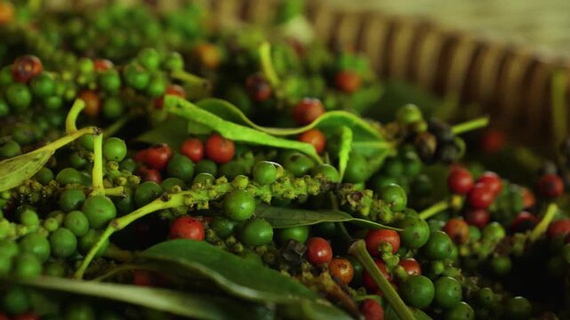 Baskets filled with fresh sorted green and red pepper, Kampot, Cambodia