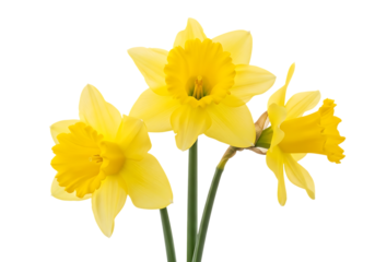 Vibrant daffodils isolated on transparent background