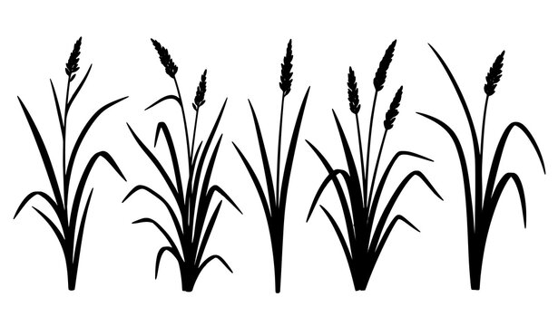 Carex plant vector set sedge grass botanical illustration isolated transparent