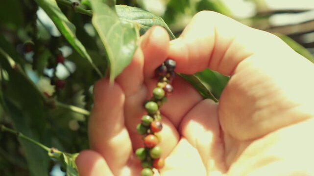 Hands of a farmer harvesting world famous spice crop, Kampot, Cambodia