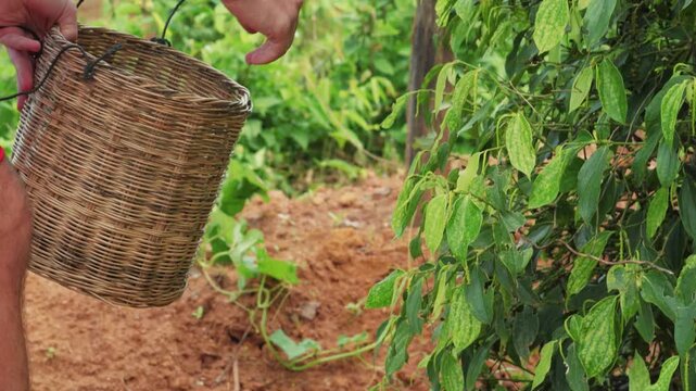 Agricultural worker collecting fresh pepper from plants, Kampot, Cambodia