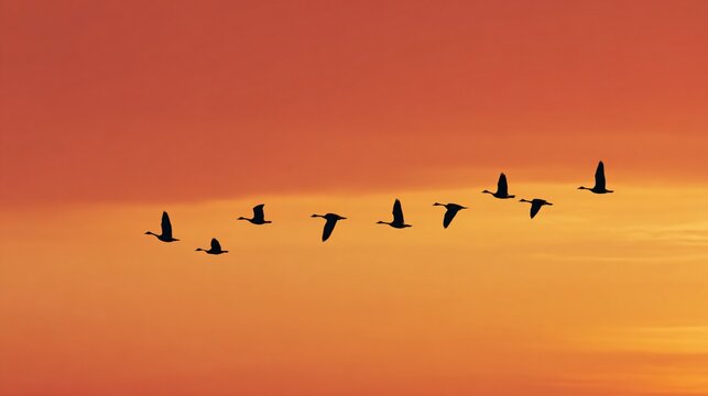 Birds flying in v formation at sunset nature photography serene sky aerial view tranquility and freedom