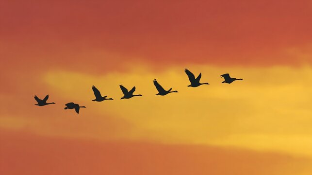Flock of birds flying in v-formation at sunset nature scene serene environment aerial view peaceful concept
