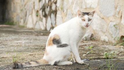 Calico cat seated, tongue slightly visible, near stone wall on pavement.