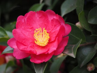 Tokyo,Japan - January 7,2026: Closeup of Camellia sasanqua or Sazanka