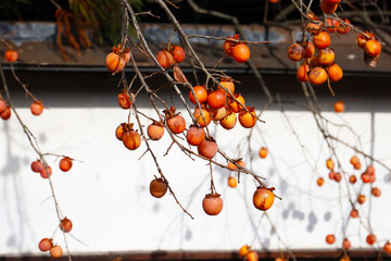 Ripe orange persimmons hanging on tree branches